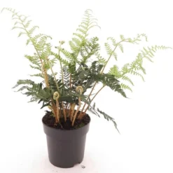 Dryopteris Championii - Pot 5 Ltr