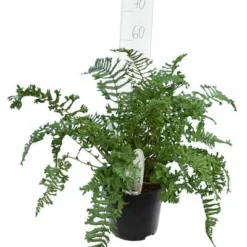 Dryopteris Affinis Cristata The King 5 Ltr