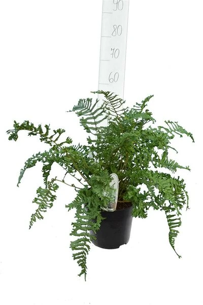 Dryopteris Affinis Cristata The King 5 Ltr 1 Dryopteris Affinis Cristata The King 5 Ltr