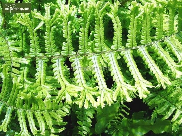 Dryopteris Affinis Cristata The King 5 Ltr 2 Dryopteris Affinis Cristata The King 5 Ltr - Afbeelding 2