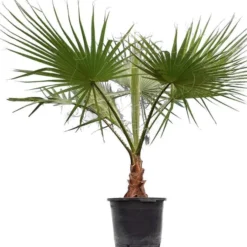 Washingtonia Robusta - Stam 50+ Cm - Totale Hoogte 160+ Cm - Pot Ø 45 Cm [pallet]