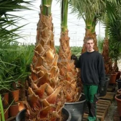 Washingtonia Robusta - Totale Hoogte 100-130 Cm - Pot Ø 26 Cm -Goedkope Hof Rustig Winkel 1991667540