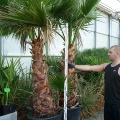 Washingtonia Robusta - Totale Hoogte 100-130 Cm - Pot Ø 26 Cm -Goedkope Hof Rustig Winkel 1991667543