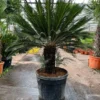 Cycas Revoluta - Stam 55-65 Cm [pallet]