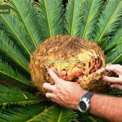 Cycas Revoluta - Stam 55-65 Cm [pallet] -Goedkope Hof Rustig Winkel 1991667576