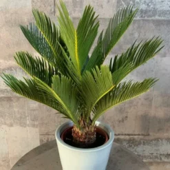 Cycas Revoluta - Stam 20-30 Cm - Totale Hoogte 90-110 Cm - Pot Ø 35 Cm -Goedkope Hof Rustig Winkel 1991667612