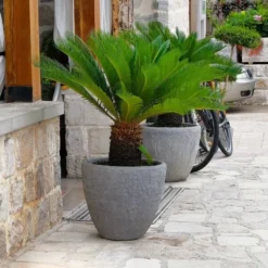 Cycas Revoluta - Stam 35-45 Cm - Totale Hoogte 130-150 Cm - Pot Ø 45 Cm [pallet] -Goedkope Hof Rustig Winkel 1991667756