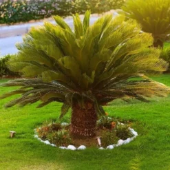 Cycas Revoluta - Stam 35-45 Cm - Totale Hoogte 130-150 Cm - Pot Ø 45 Cm [pallet] -Goedkope Hof Rustig Winkel 1991667759