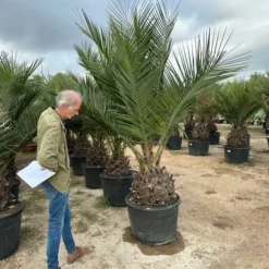 Jubaea Chilensis - Dikke Stam 60-70 Cm - Totale Hoogte 200+ Cm - Pot 160 Ltr [pallet] -Goedkope Hof Rustig Winkel 1991667801