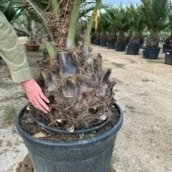 Jubaea Chilensis - Dikke Stam 60-70 Cm - Totale Hoogte 200+ Cm - Pot 160 Ltr [pallet] -Goedkope Hof Rustig Winkel 1991667804