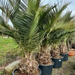 Jubaea Chilensis - Dikke Stam 50-60 Cm - Totale Hoogte 200+ Cm - Pot 160 Ltr [pallet] -Goedkope Hof Rustig Winkel 1991667843