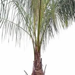 Parajubaea Torallyi Var. Torallyi - Stam 110-130 Cm - Totale Hoogte 350+ Cm - Pot Ø 80 Cm [pallet]