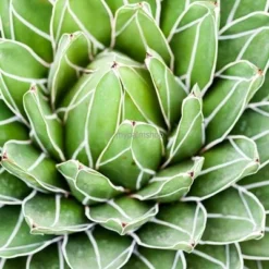 Agave Victoria Reginae - Pot Ø 26 Cm -Goedkope Hof Rustig Winkel 1991669058