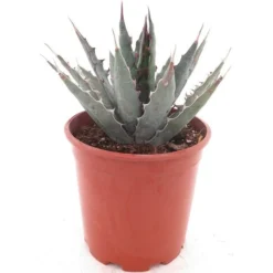 Agave Xylonacantha - Pot Ø 20 Cm