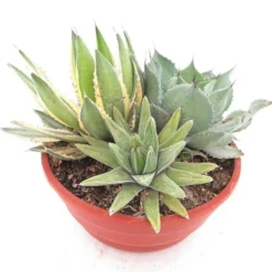 Agave Mix - Pot Ø 28 Cm