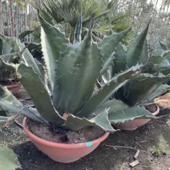 Agave Ferox XL [pallet]