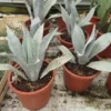 Agave Franzosinii - Totale Hoogte 70-90 Cm - Pot Ø 38 Cm [pallet]
