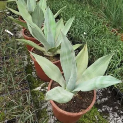 Agave Weberi - Totale Hoogte 70-90 Cm - Pot Ø 40 Cm [pallet]