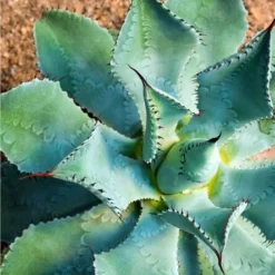 Agave Potatorum - Pot Ø 17 Cm -Goedkope Hof Rustig Winkel 1991669265