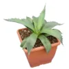 Agave Montana - Pot 14 X 14 Cm