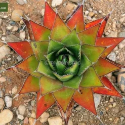 Agave Montana - Pot 14 X 14 Cm -Goedkope Hof Rustig Winkel 1991669292