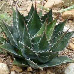 Agave Montana - Pot 14 X 14 Cm -Goedkope Hof Rustig Winkel 1991669295