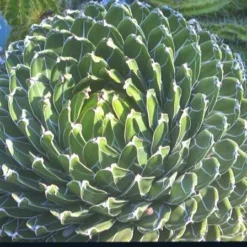 Agave Victoria Reginae - Pot 14 X 14 Cm -Goedkope Hof Rustig Winkel 1991669328