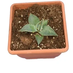 Agave Havardiana - Pot 14 X 14 Cm