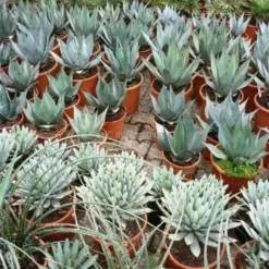 Agave Havardiana - Pot 14 X 14 Cm -Goedkope Hof Rustig Winkel 1991669355
