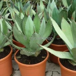 Agave Havardiana - Pot 14 X 14 Cm -Goedkope Hof Rustig Winkel 1991669358