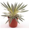 Yucca Gloriosa Citrus - Pot Ø 26 Cm