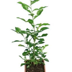 Citrus Hystrix - Totale Hoogte 60-80 Cm - Pot Ø 23 Cm -Goedkope Hof Rustig Winkel 1991670282