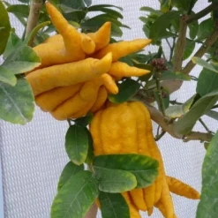 Citrus Medica Var. Sarcodactylis Digitata - Totale Hoogte 80-100 Cm - Pot Ø 23 Cm -Goedkope Hof Rustig Winkel 1991670318