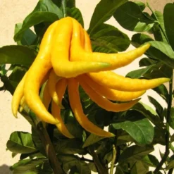 Citrus Medica Var. Sarcodactylis Digitata - Totale Hoogte 80-100 Cm - Pot Ø 23 Cm -Goedkope Hof Rustig Winkel 1991670321