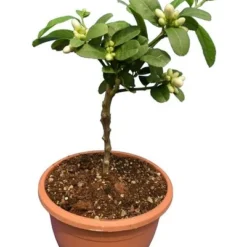 Citrus Medica Var. Sarcodactylis Digitata - Totale Hoogte 80-100 Cm - Pot Ø 23 Cm -Goedkope Hof Rustig Winkel 1991670324