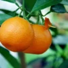 Citrus Mitis Calamondine - Stam 30-40 Cm - Totale Hoogte 70-100 Cm - Pot Ø 22 Cm