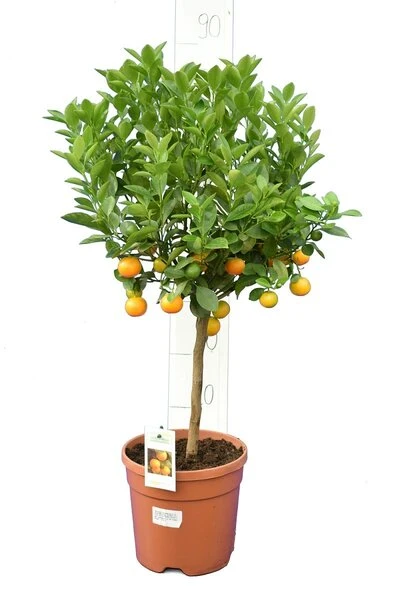 Citrus Mitis Calamondine - Stam 30-40 Cm - Totale Hoogte 70-100 Cm - Pot Ø 22 Cm 2 Citrus Mitis Calamondine - Stam 30-40 Cm - Totale Hoogte 70-100 Cm - Pot Ø 22 Cm - Afbeelding 2