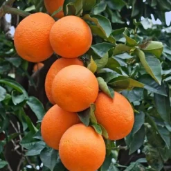 Citrus Sinensis - Pot 2 Ltr -Goedkope Hof Rustig Winkel 1991670435