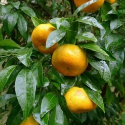Citrus Reticulata - Totale Hoogte 140-160 Cm - Pot Ø 26 Cm