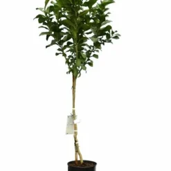 Citrus Limon - Totale Hoogte 150-170 Cm - Ø 26 Cm Pot -Goedkope Hof Rustig Winkel 1991670501