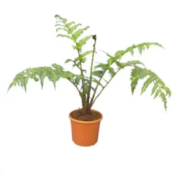 Cyathea Cooperi - Totale Hoogte 80+ Cm - Pot Ø 30 Cm