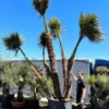 Chamaerops Humilis - Stam 260+ Cm [pallet]