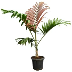 Chambeyronia Macrocarpa - Totale Hoogte 150-170 Cm - Pot Ø 40 Cm [pallet]