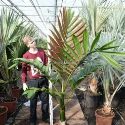 Chambeyronia Macrocarpa - Totale Hoogte 150-170 Cm - Pot Ø 40 Cm [pallet] -Goedkope Hof Rustig Winkel 1991699304