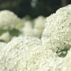Hydrangea Arborescens Strong Annabelle - Pot 3 Ltr -Goedkope Hof Rustig Winkel 1991739540