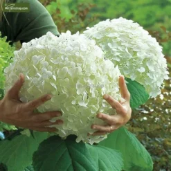 Hydrangea Arborescens Strong Annabelle - Pot 3 Ltr -Goedkope Hof Rustig Winkel 1991739543