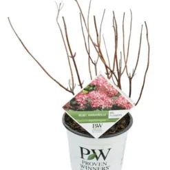 Hydrangea Arborescens Ruby Annabelle - Pot 3 Ltr -Goedkope Hof Rustig Winkel 1991739678