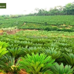 Cycas Revoluta - Totale Hoogte 50-60 Cm - Pot Ø 14 Cm -Goedkope Hof Rustig Winkel 1991739915