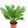 Cycas Revoluta - Totale Hoogte 70-90 Cm - Pot Ø 19 Cm