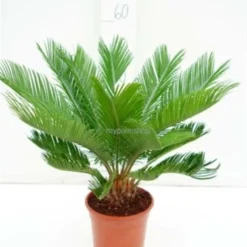 Cycas Revoluta - Totale Hoogte 70-90 Cm - Pot Ø 19 Cm